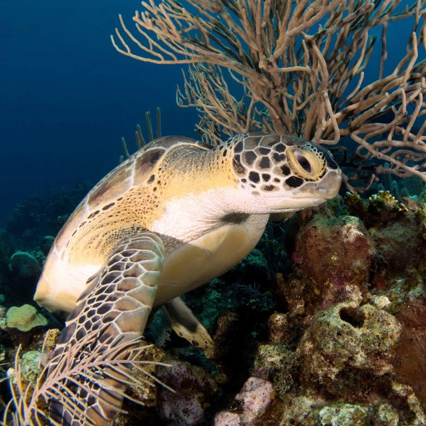 Scuba Diving in Roatán
